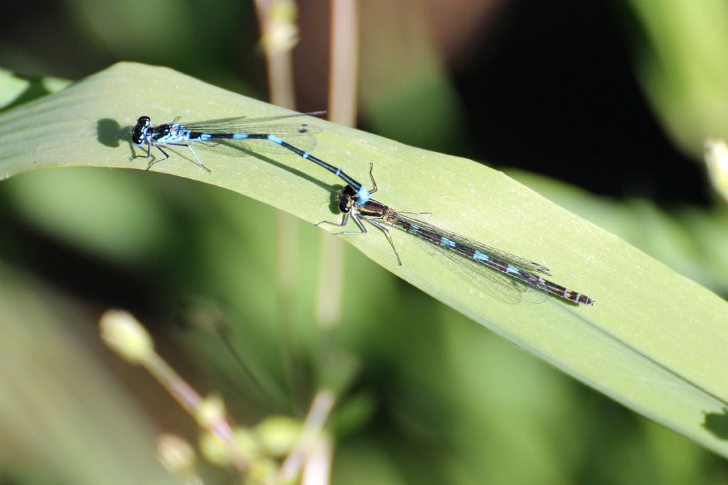 Tutte Coenagrion puella?  No, Coenagrion pulchellum